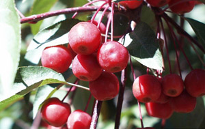 Narrow-leaf crabapple berries